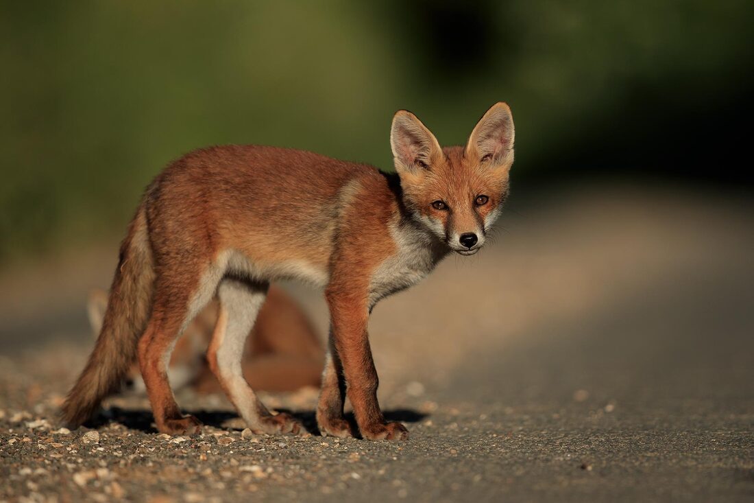 Fox cubs watching the photographer in road by Bret Charman