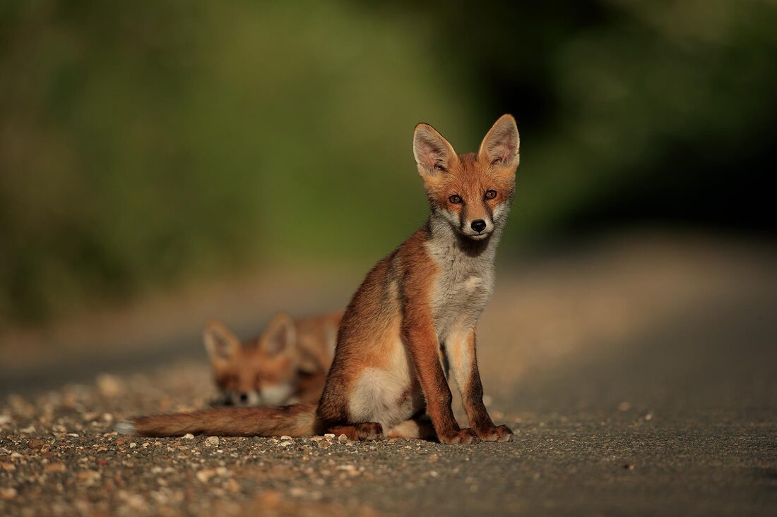 Fox cub in the rural road by Bret Charman