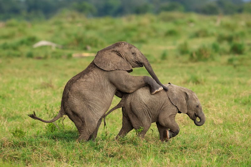 Playing African elephant youngsters, Mara Triangle, Kenya by Bret Charman