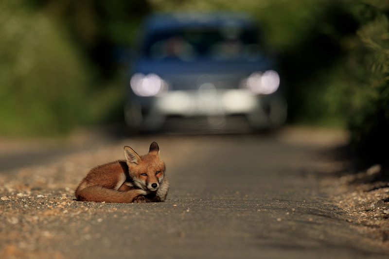 Red fox cub in road with car behind, Hampshire by Bret Charman