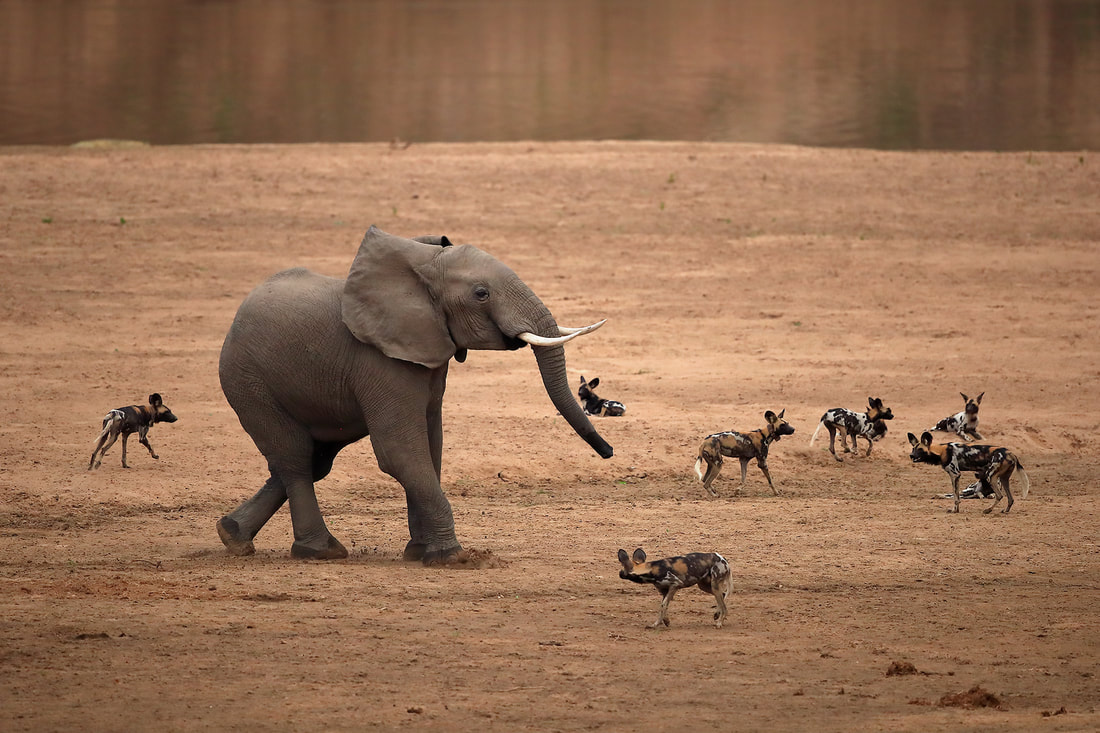 African elephant chasing African wild dogs, South Luangwa National Park by Bret Charman