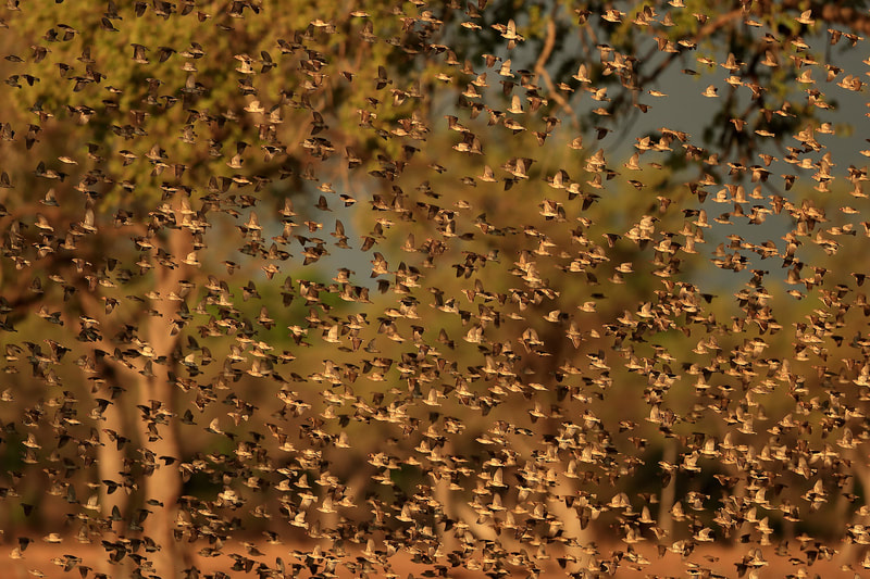 Flock of red-billed quelea, South Luangwa National Park, Zambia (Bret Charman)