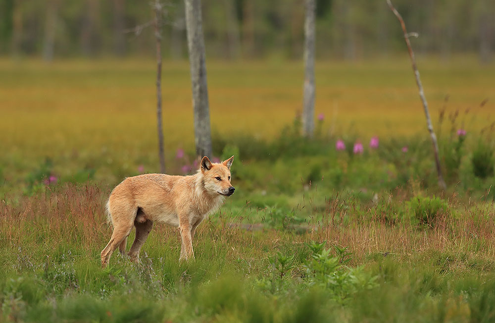 Wolf in Finland by Bret Charman