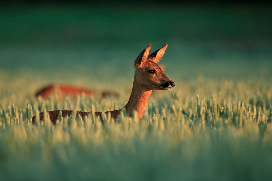 Young roe deer in field of wheat, Hampshire (Bret Charman)