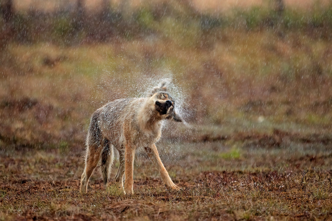 Grey wolf shaking off the rain, Finland by Bret Charman