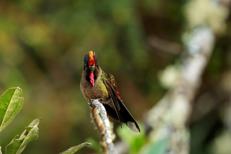 Rainbow-bearded thornbill, Colombia by Bret Charman