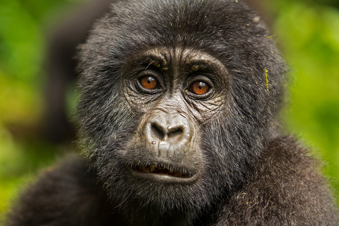 Mountain gorilla, Uganda by Bret Charman