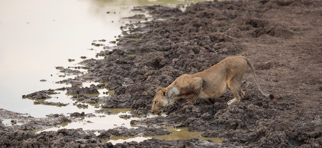 Drinking lioness, South Luangwa National Park by Bret Charman